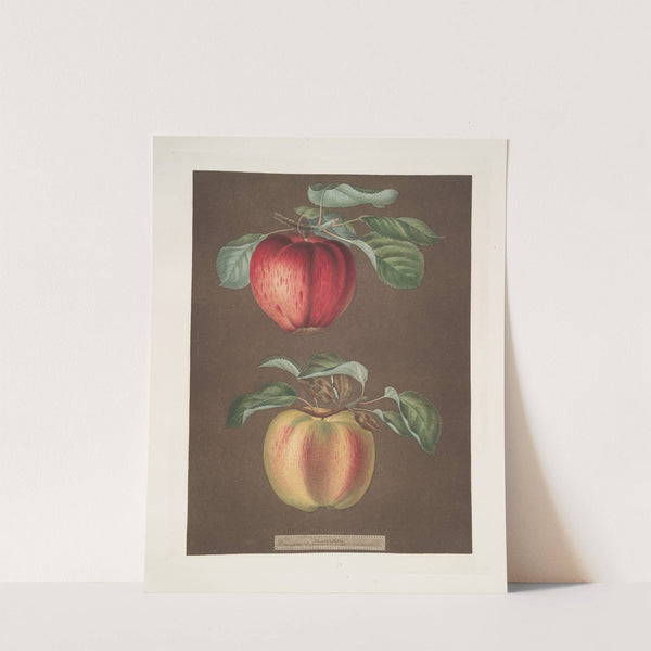 Apples (Phoenix and the Norroway’s beauty varities). (1812) by George Brookshaw