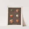 Apples (Rhenet Gray, Padly’s Pippin, Bigg’s Nonsuch, July flower, Kirk’s scarlet admirable and the Ribstone Pippin varities). (1812) by George Brookshaw