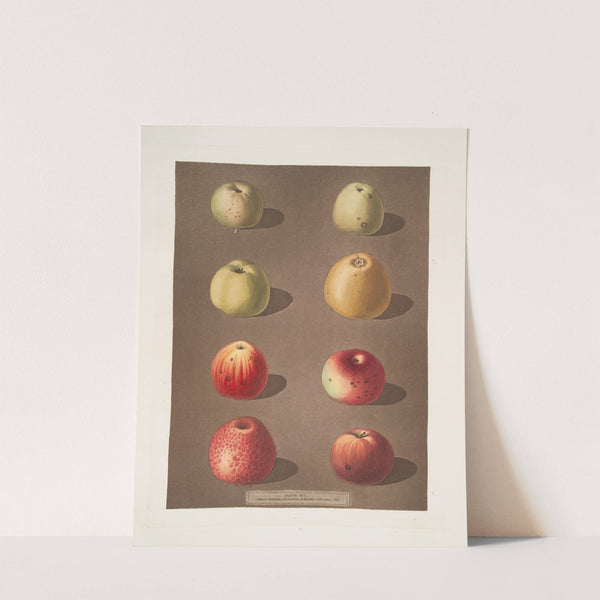 Apples (Robertson’s, Blanchard’s, Rasberry, Lemon, Aromatic. Fern’s, Embroidered and the Spitsburgh Pippins). (1812) by George Brookshaw