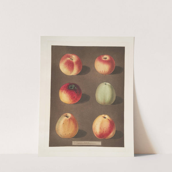 Apples (Striped Holland Pippin, Marygold , Sullenworth Rennet, Saint Germain, Watkin’s large dumpling and the Beauty of Kent, or the Flower of Kent varities). (1812) by George Brookshaw
