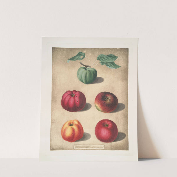 Apples (White Colville, Red Colville, Norfolk Beefin, Norfolk paradise, Norfolk storing varities). (1812) by George Brookshaw