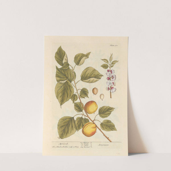 Apricock by Elizabeth Blackwell