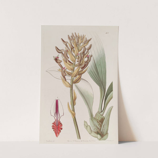 Apricot-coloured Eria by Sydenham Edwards