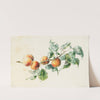 Apricots on a branch signed by Willem Hekking