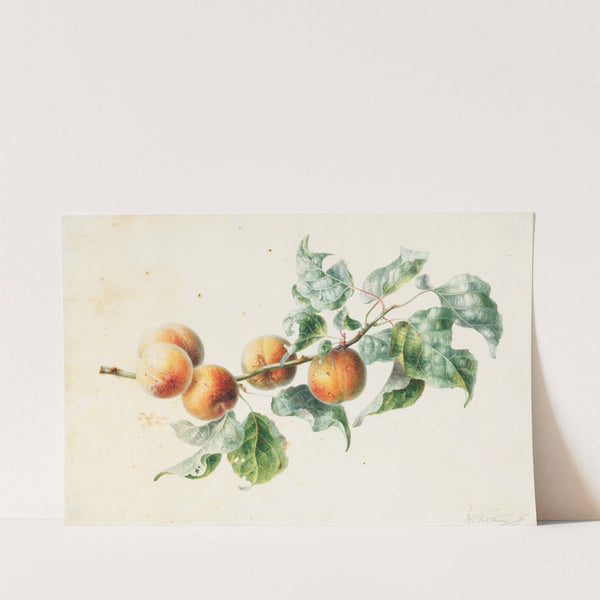 Apricots on a branch signed by Willem Hekking