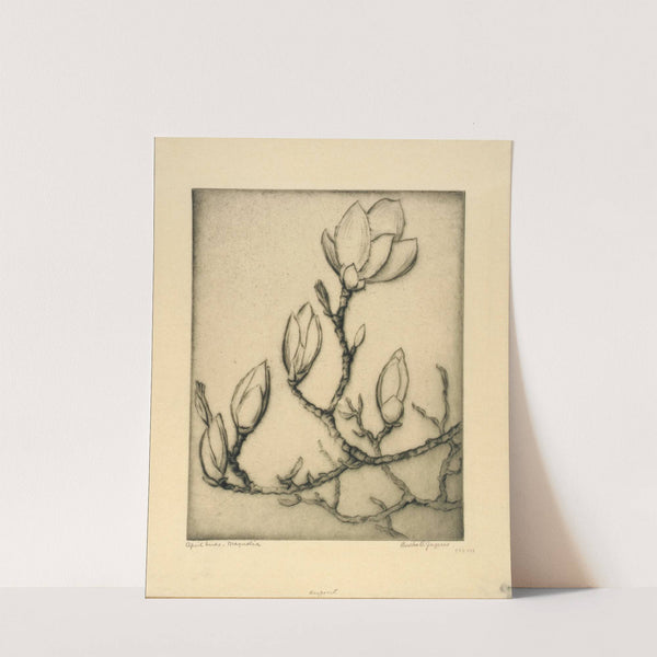 April Buds-Magnolia by Bertha Jaques