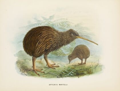 Apteryx mantellii