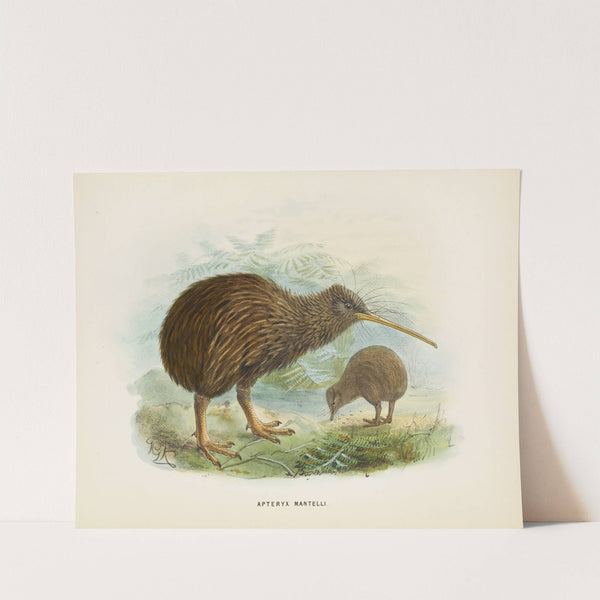 Apteryx mantellii (1873) by John Gerrard Keulemans