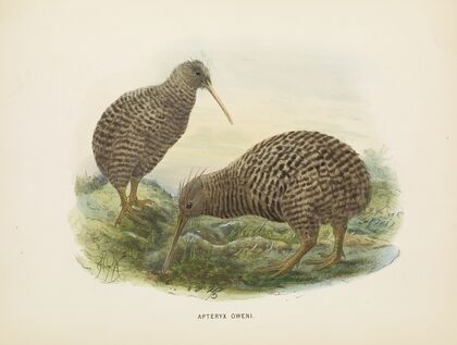 Apteryx oweni