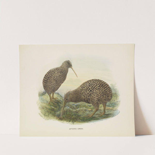 Apteryx oweni (1873) by John Gerrard Keulemans