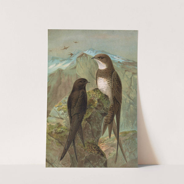 Apus apus, Apus melba by Johann Friedrich Naumann