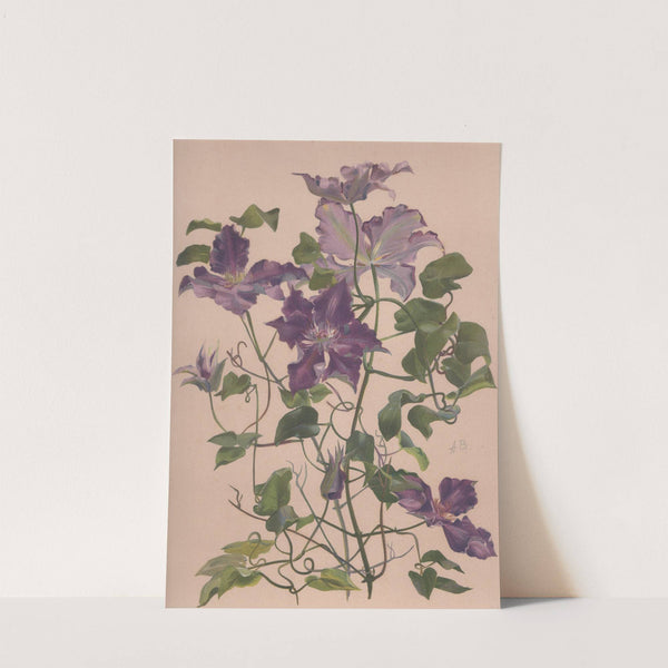 Aquarelle d'une clématite à grandes fleurs by Alice Bailly