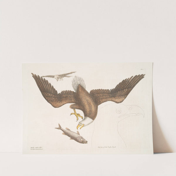 Aquila capite Albo, The White headed Eagle; The Size of the Eagle head. by Mark Catesby