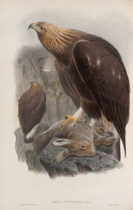 Aquila chrysaëtos. Golden Eagle. (1862-1873)