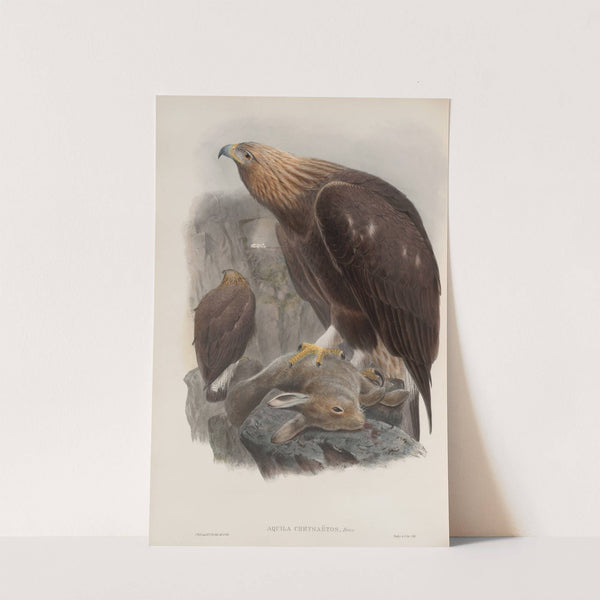 Aquila chrysaëtos. Golden Eagle. (1862-1873) by John Gould
