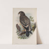 Aquila nævia. Spotted Eagle. (1862-1873) by John Gould
