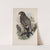 Aquila nævia. Spotted Eagle. (1862-1873) by John Gould
