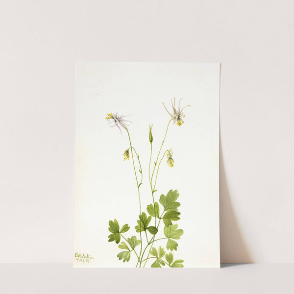 Aquilegia ecalcarata (1935) by Mary Vaux Walcott