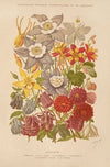Aquilegia (1893)