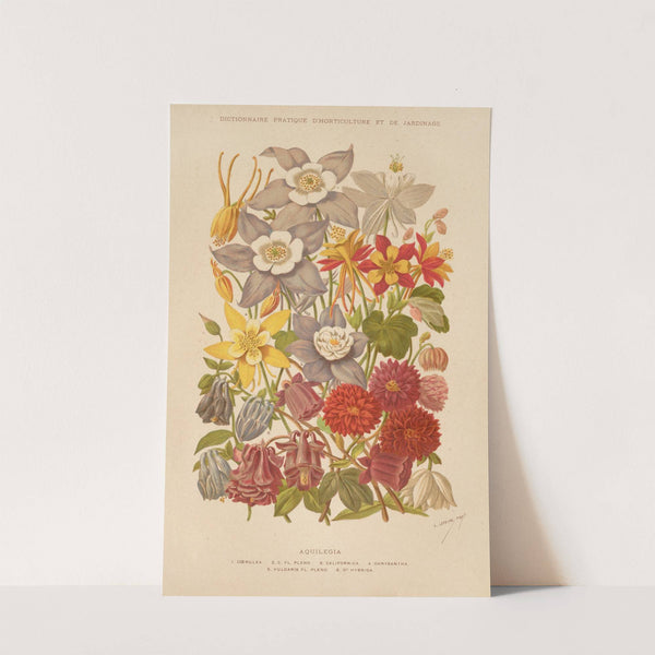 Aquilegia (1893) by George Nicholson