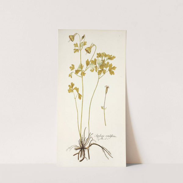Aquilegia viridiflora by Nikolaus Joseph Freiherr von Jacquin