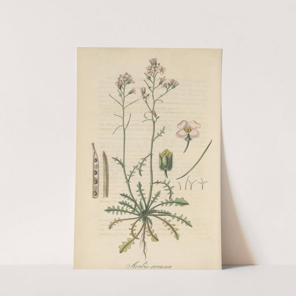 Arabis arenosa by William Jackson Hooker