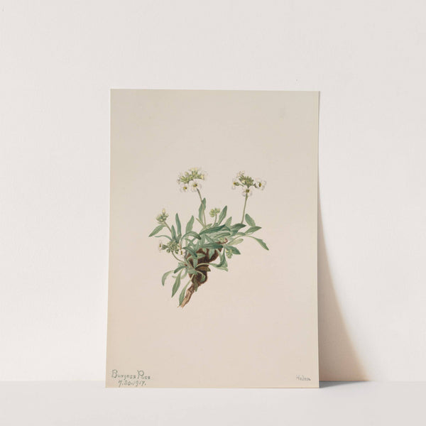 Arabis drummondii (1917) by Mary Vaux Walcott