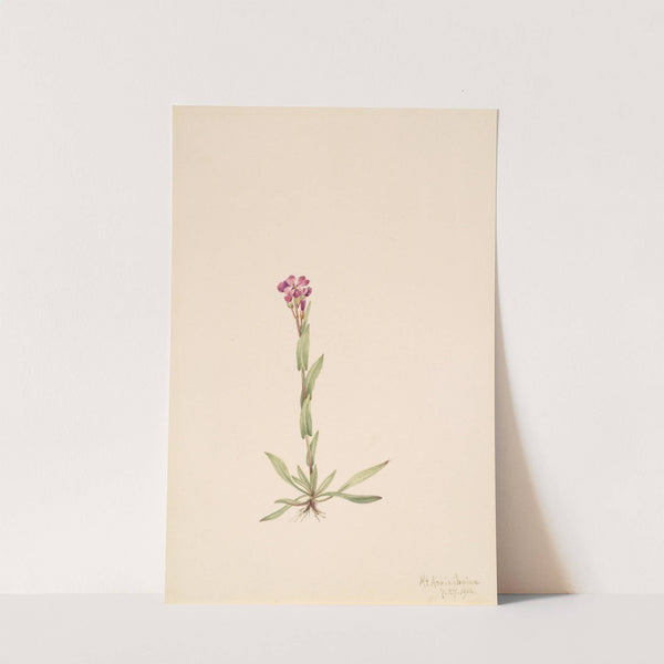 Arabis lyallii (1916) by Mary Vaux Walcott