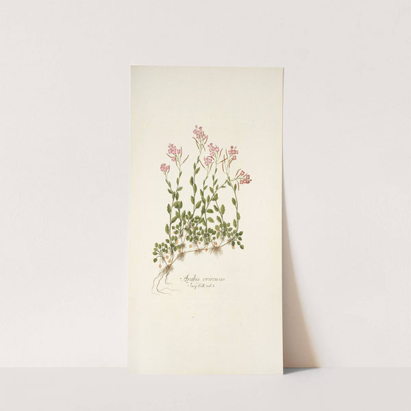 Arabis ovirensis by Nikolaus Joseph Freiherr von Jacquin