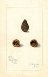 Arachis