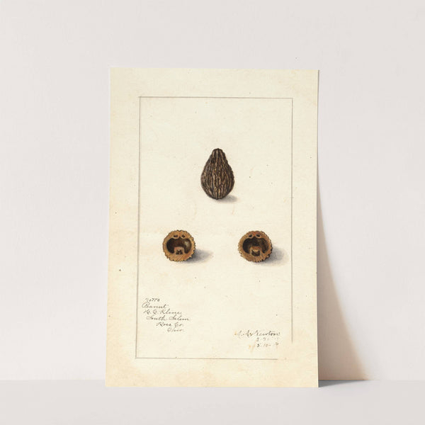 Arachis by Amanda Almira Newton