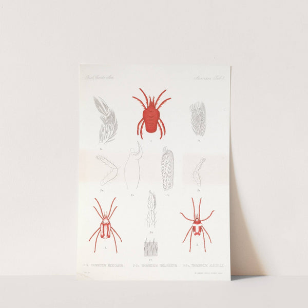 Arachnida Acaridea Pl 01 by Frederick DuCane Godman