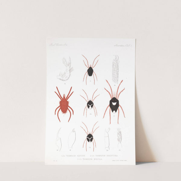 Arachnida Acaridea Pl 02 by Frederick DuCane Godman