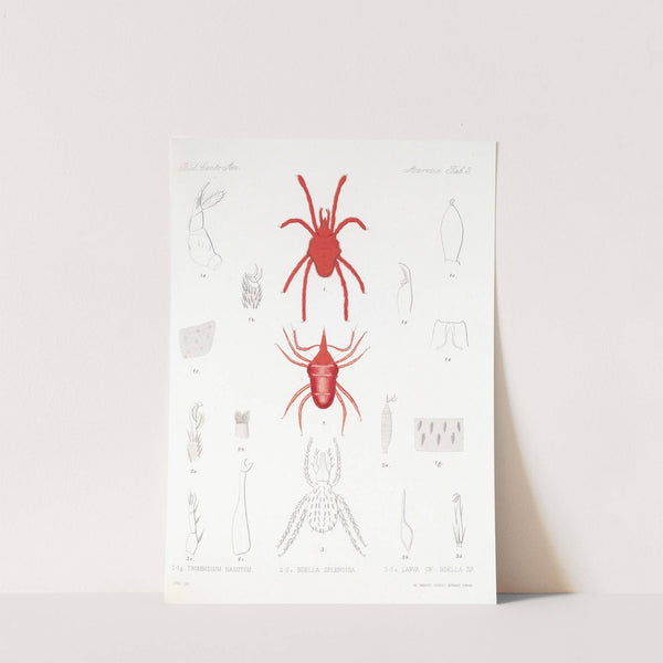 Arachnida Acaridea Pl 03 by Frederick DuCane Godman