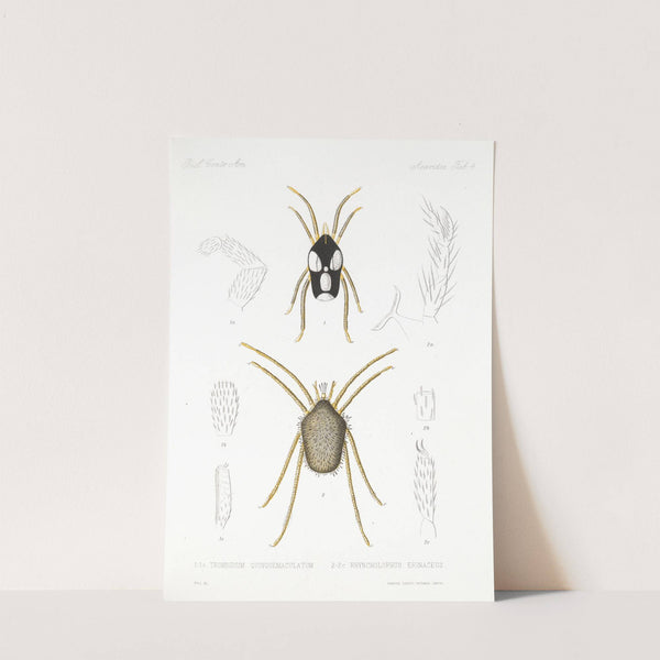 Arachnida Acaridea Pl 04 by Frederick DuCane Godman