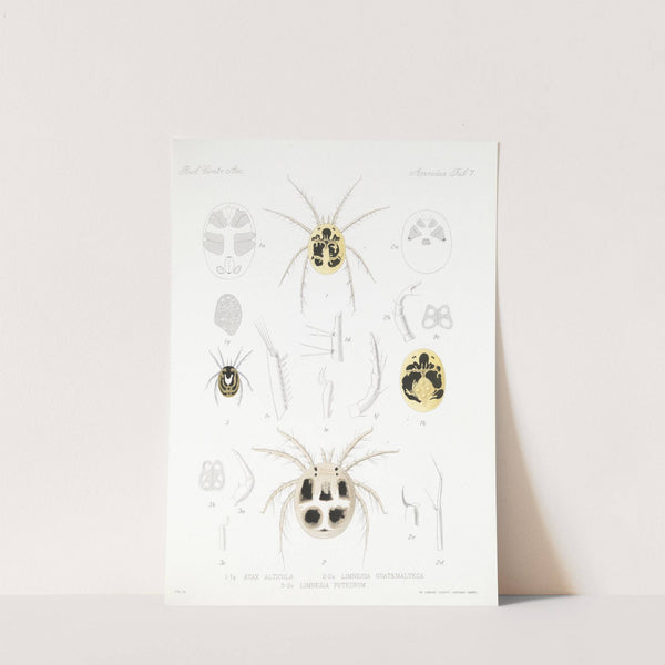 Arachnida Acaridea Pl 07 by Frederick DuCane Godman