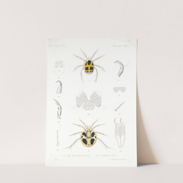 Arachnida Acaridea Pl 08 by Frederick DuCane Godman