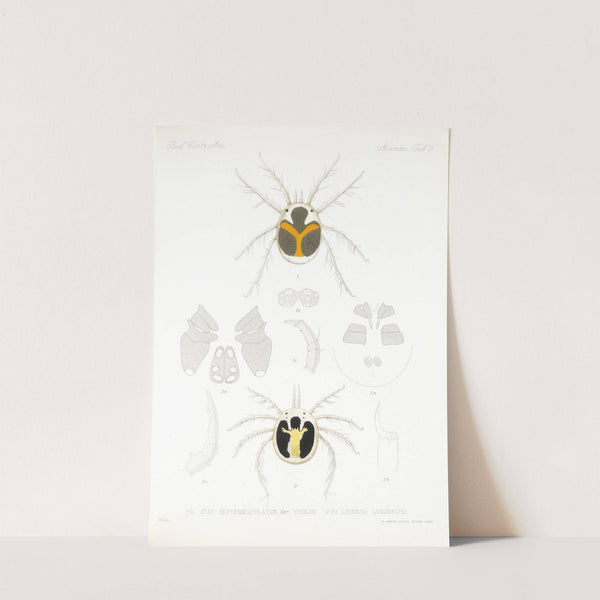 Arachnida Acaridea Pl 09 by Frederick DuCane Godman