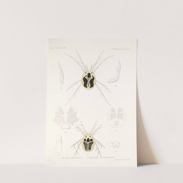 Arachnida Acaridea Pl 10 by Frederick DuCane Godman