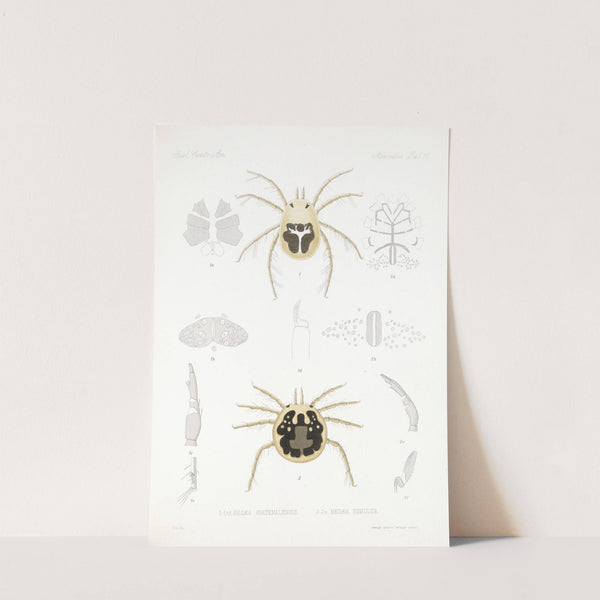 Arachnida Acaridea Pl 11 by Frederick DuCane Godman