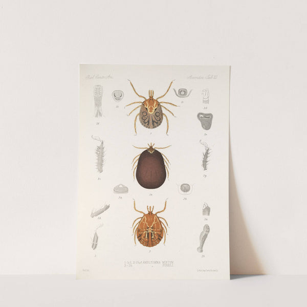 Arachnida Acaridea Pl 12 by Frederick DuCane Godman