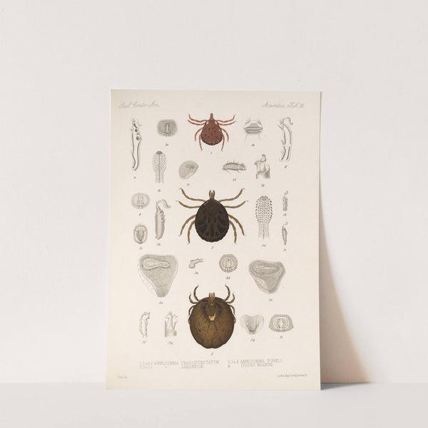 Arachnida Acaridea Pl 14 by Frederick DuCane Godman