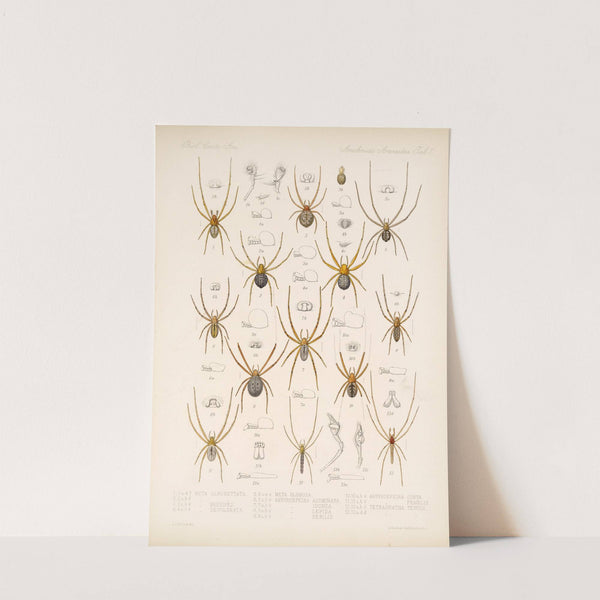 Arachnida Araneidea Pl 01 by Frederick DuCane Godman