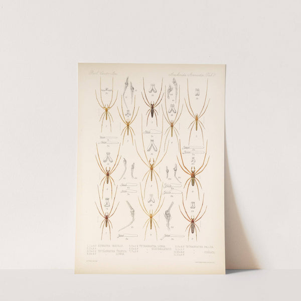 Arachnida Araneidea Pl 02 by Frederick DuCane Godman