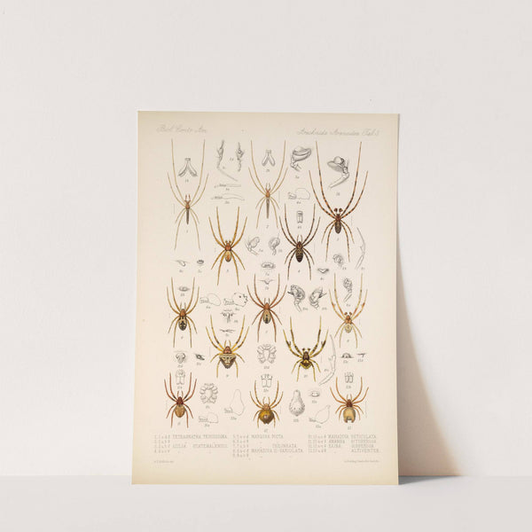 Arachnida Araneidea Pl 03 by Frederick DuCane Godman