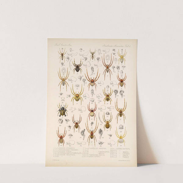 Arachnida Araneidea Pl 04 by Frederick DuCane Godman