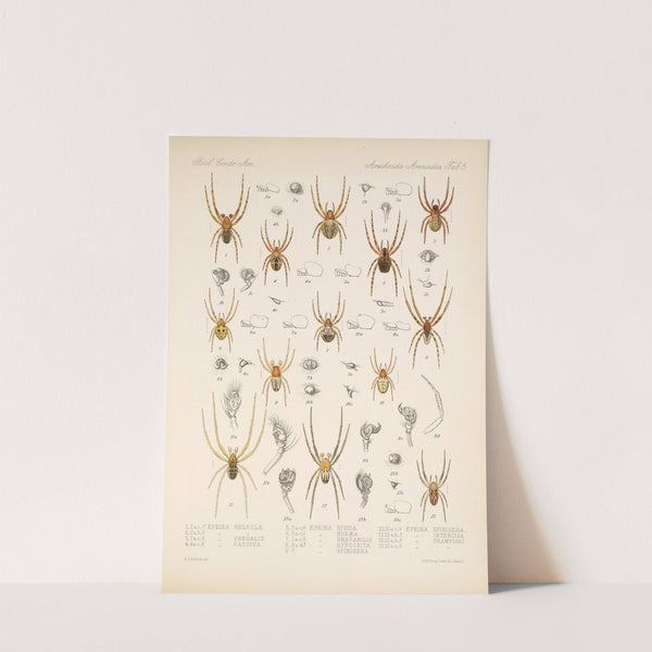 Arachnida Araneidea Pl 05 by Frederick DuCane Godman