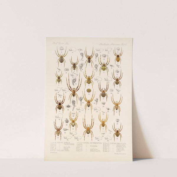 Arachnida Araneidea Pl 06 by Frederick DuCane Godman