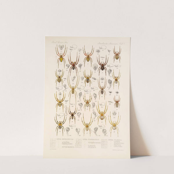 Arachnida Araneidea Pl 07 by Frederick DuCane Godman