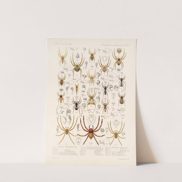 Arachnida Araneidea Pl 08 by Frederick DuCane Godman